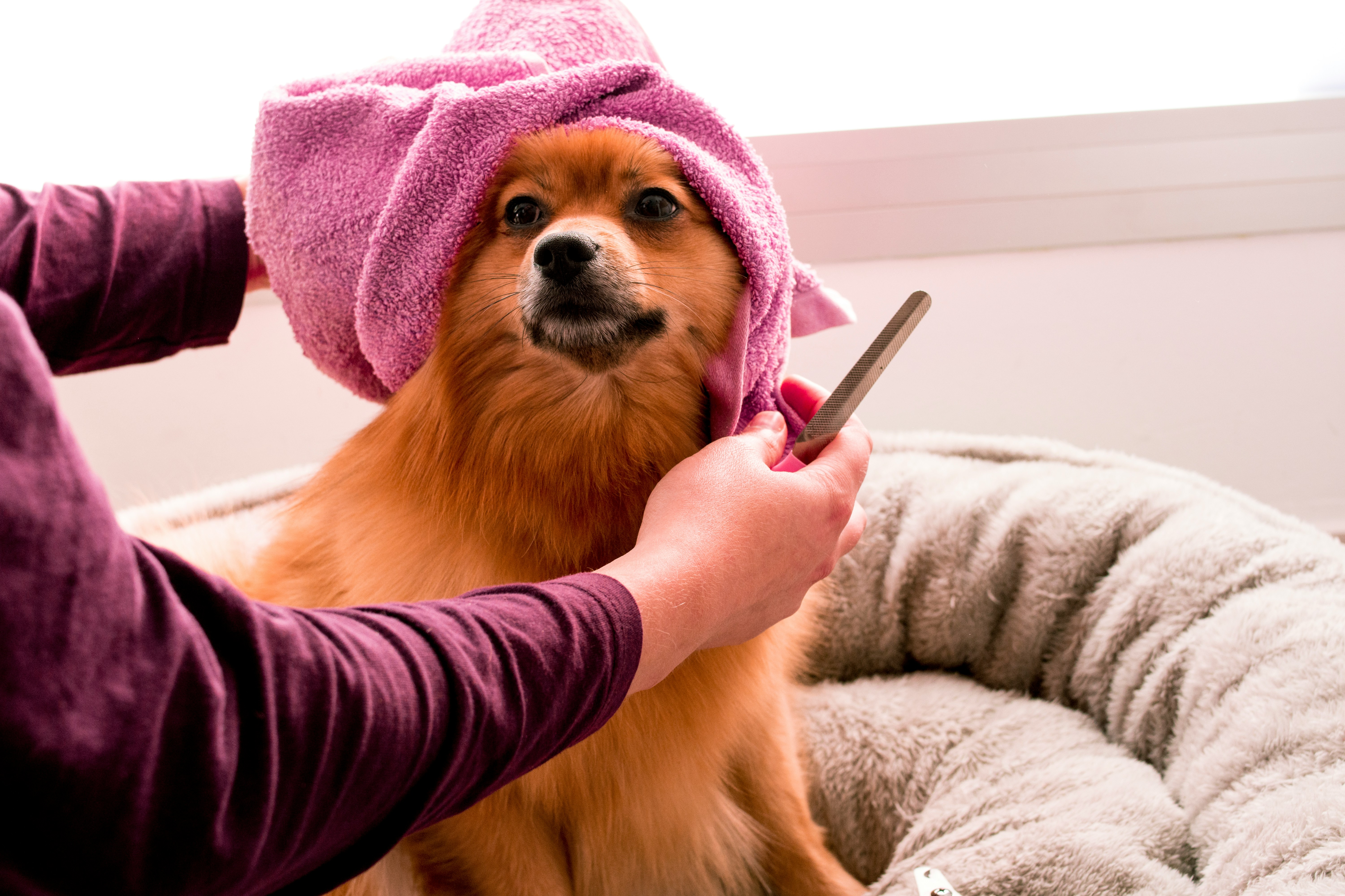 Happy dog grooming session